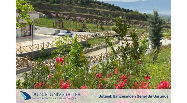 Düzce Üniversitesi Süs ve Tıbbi Bitkiler Botanik Bahçesi İlkbahar Renkleriyle Görsel Şölen Sunuyor