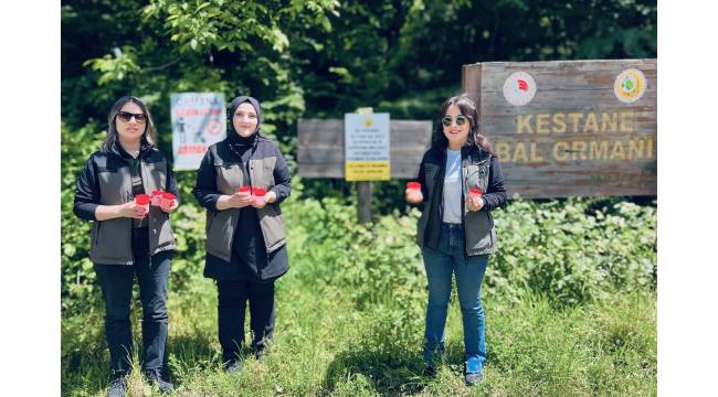 Akçakoca’da gal arısıyla mücadele devam ediyor.