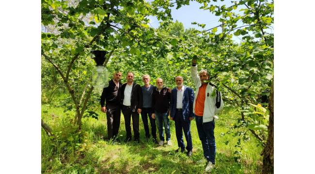 Fındık bahçelerine feromon tuzakları asıldı