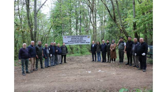 Düzce’de kestane gal arısıyla mücadele kararlı bir şekilde devam ediyor.