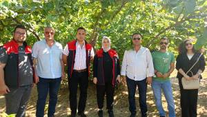 Akçakoca Ziraat Odası, Rekolte Çalışmalarına Katıldı