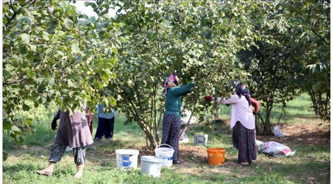 Düzce'de 2025 Yılı Fındık Hasat Tarihleri Açıklandı: Üreticilere Önemli Uyarılar
