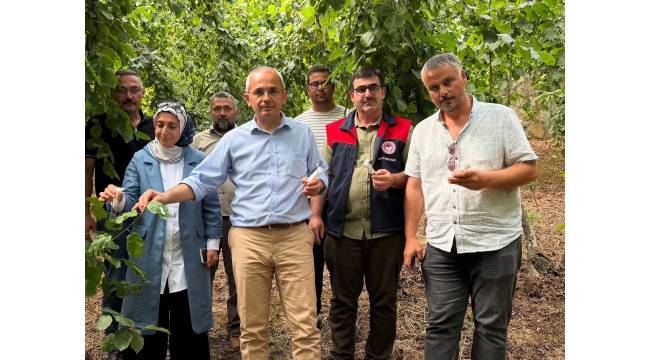 Kaymakam Deniz Pişkin'den Doğa Dostu Hamle: Kahverengi Kokarca ile Biyolojik Mücadele Başladı