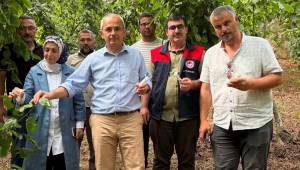 Kaymakam Deniz Pişkin'den Doğa Dostu Hamle: Kahverengi Kokarca ile Biyolojik Mücadele Başladı