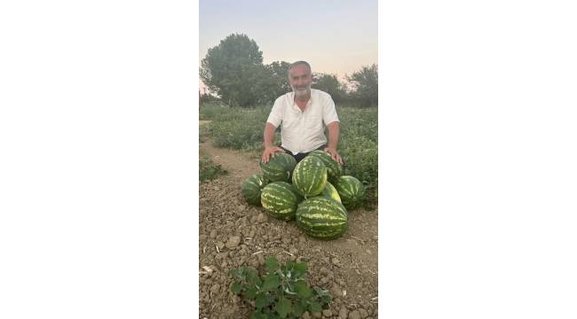 Düzce'de TERAZİ F1 Karpuzunun Hasadı Başladı