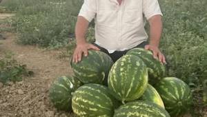 Düzce'de TERAZİ F1 Karpuzunun Hasadı Başladı