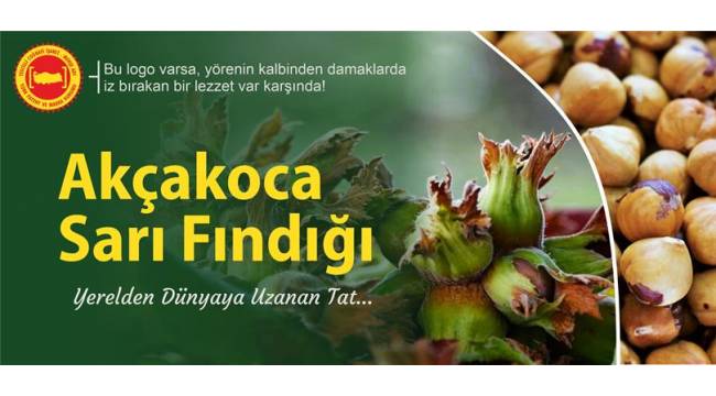 Yerelden Dünyaya Uzanan Tat: AKÇAKOCA SARI FINDIĞI