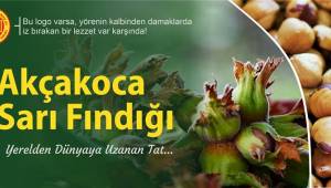Yerelden Dünyaya Uzanan Tat: AKÇAKOCA SARI FINDIĞI