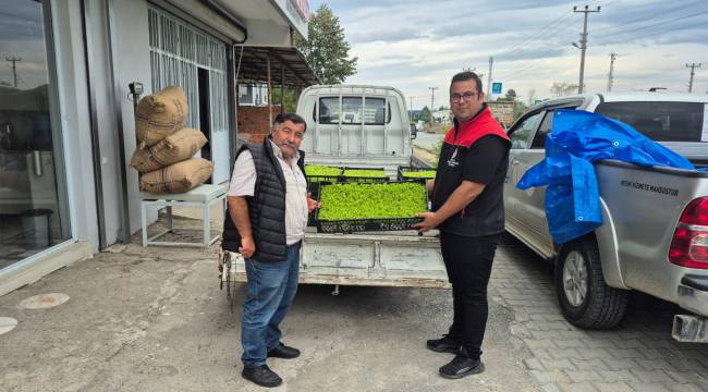 Akçakoca'da Çiftçilere Marul Fidesi Desteği