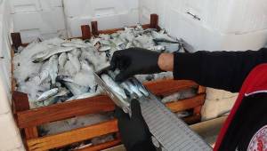 Akçakoca’da Yasal Boy Limitine Uymayan Balıklara El Konuldu