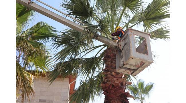 Akçakoca’da Yeşil Dönüşüm: Belediye Ekiplerinden Yoğun Mesai