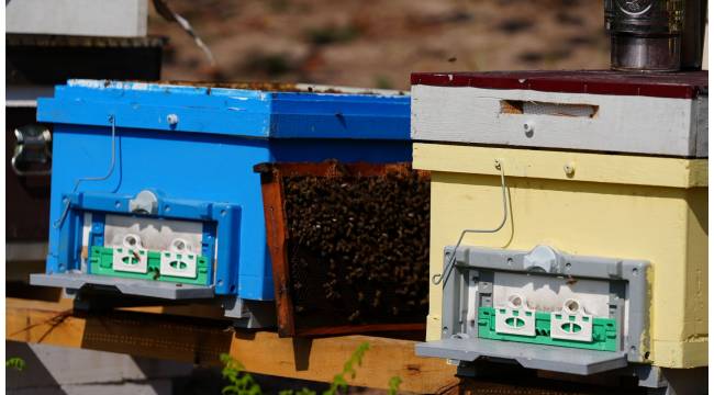Düzce Üniversitesi Mezunlarından Uluslararası Başarı: FAO Tarafından “Gıda Kahramanları” Seçildi