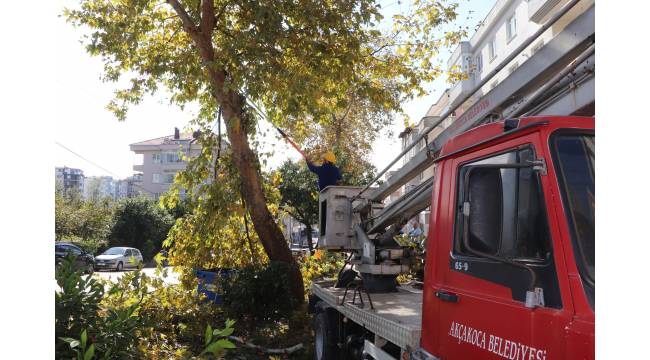İlçede Ağaçlara Sonbahar Bakımı: Estetik ve Sağlık İçin Titiz Çalışma