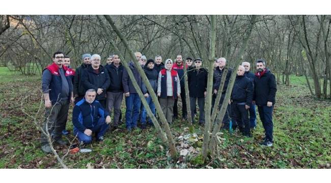 DÜZCE’DE FINDIKTA VERİM VE KALİTE İÇİN BUDAMA EĞİTİMLERİ SÜRÜYOR