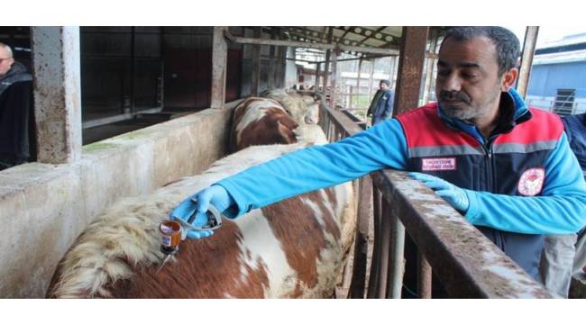 ŞAP HASTALIĞINA KARŞI SAHADA YOĞUN MÜCADELE SÜRDÜRÜLÜYOR