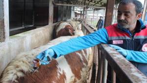 ŞAP HASTALIĞINA KARŞI SAHADA YOĞUN MÜCADELE SÜRDÜRÜLÜYOR