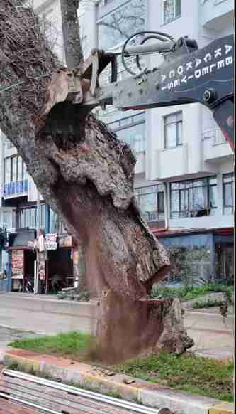 Akçakoca’da Risk Taşıyan Çınar Ağacı Kontrollü Şekilde Kaldırıldı