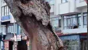 Akçakoca’da Risk Taşıyan Çınar Ağacı Kontrollü Şekilde Kaldırıldı