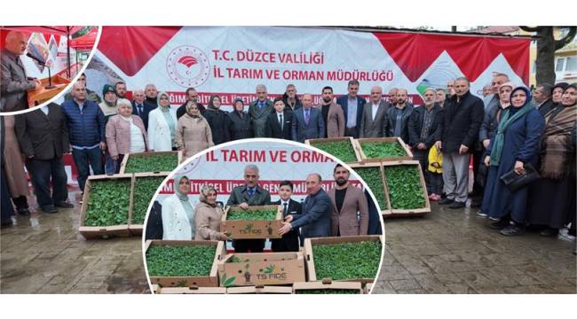 DÜZCE’DE 300 ÜRETİCİYE 110 BİN ADET FİDE DAĞITILDI
