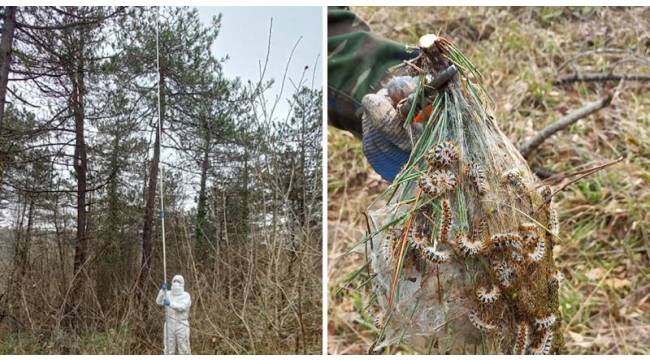 Düzce’de çam kese böceğiyle mücadele başladı