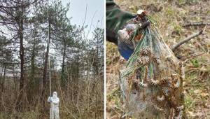 Düzce’de çam kese böceğiyle mücadele başladı