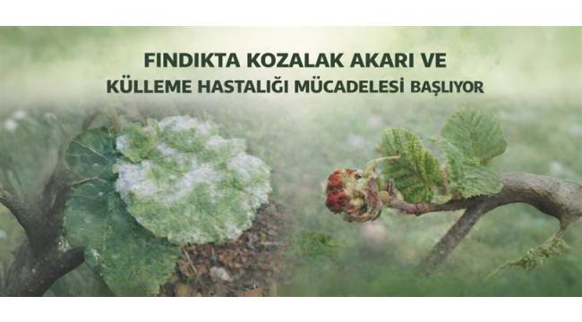 FINDIKTA KOZALAK AKARI VE KÜLLEME HASTALIĞINA KARŞI MÜCADELE BAŞLIYOR