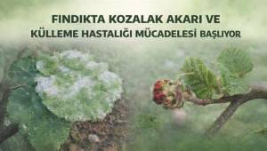 FINDIKTA KOZALAK AKARI VE KÜLLEME HASTALIĞINA KARŞI MÜCADELE BAŞLIYOR