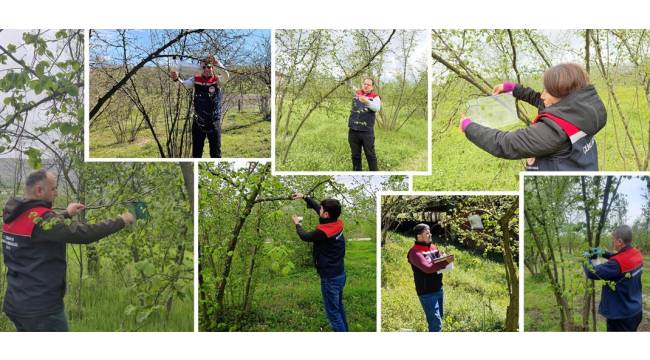 KAHVERENGİ KOKARCA VE DİĞER ZARARLILARLA MÜCADELE KAPSAMINDA FINDIK BAHÇELERİNDE TAKİP ÇALIŞMALARI BAŞLADI