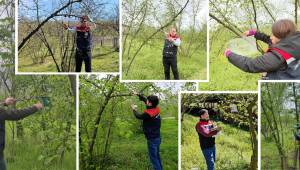 KAHVERENGİ KOKARCA VE DİĞER ZARARLILARLA MÜCADELE KAPSAMINDA FINDIK BAHÇELERİNDE TAKİP ÇALIŞMALARI BAŞLADI