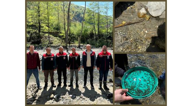 DÜZCE AKARSULARINA 50 BİN ADET KIRMIZI BENEKLİ ALABALIK YAVRUSU BIRAKILDI