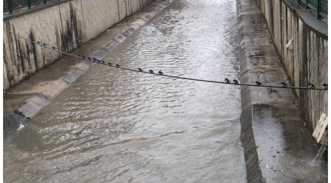 Kırlangıçlar Akçakoca’da: Baharın Habercileri Geldi