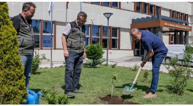 Bolu Orman Fidanlığından geleceğe değer katacak çalışma, Bolu fındığına aşılı ziraat fındığı üretimi.