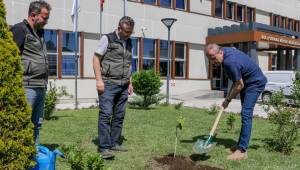 Bolu Orman Fidanlığından geleceğe değer katacak çalışma, Bolu fındığına aşılı ziraat fındığı üretimi.